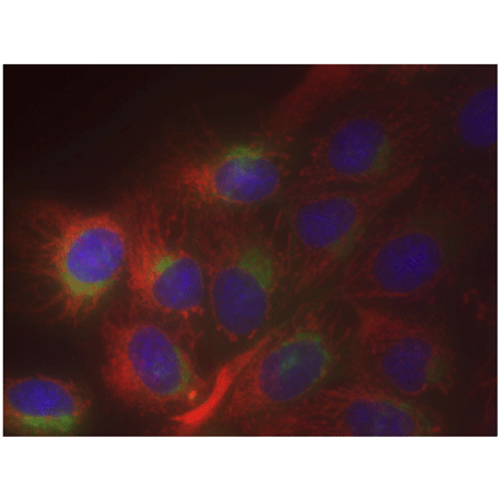 ORGANELLE-ID-RGB® III assay kit Fig1-web