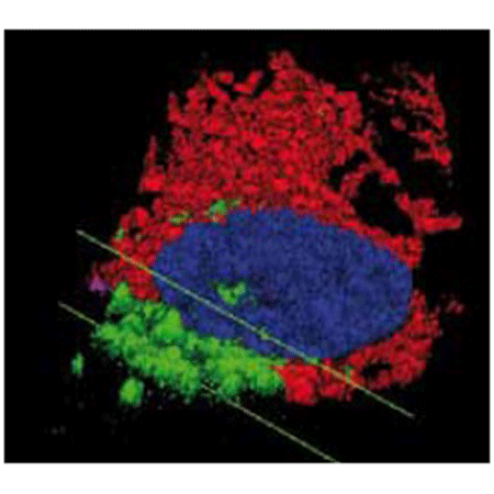 ORGANELLE-ID-RGB® III assay kit Fig2-web