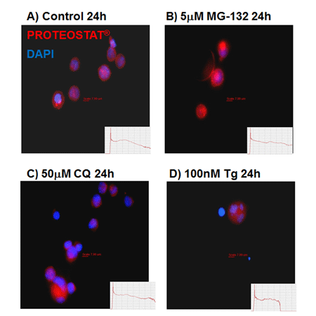 PROTEOSTAT® Aggresome detection kit Flow Cytometry