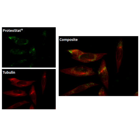 PROTEOSTAT® Aggresome detection kit co-locolize