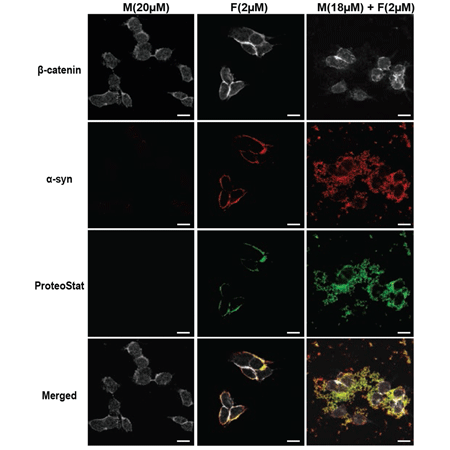 PROTEOSTAT® Aggresome detection kit fluorescence