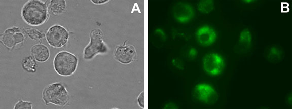 CYTO-ID® Green long-term cell tracer kit image