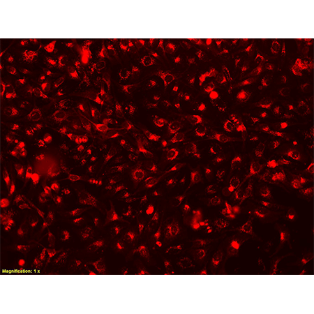 バイオレッド CYTO-ID® Red long-term cell tracer kit - Enzo