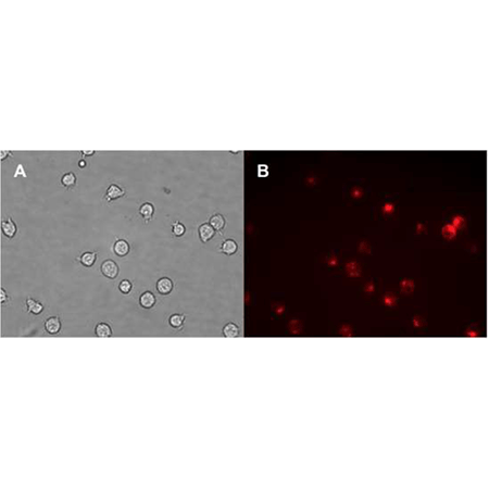 CYTO-ID® Red long-term cell tracer kit - Enzo