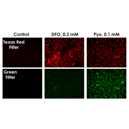 ROS-ID® Hypoxia/Oxidative stress detection kit Fig2