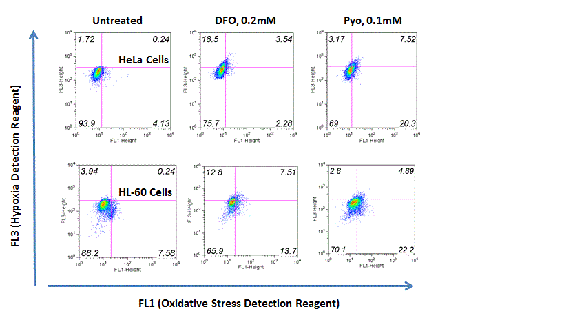 ROS-ID® Hypoxia/Oxidative stress detection kit Fig3