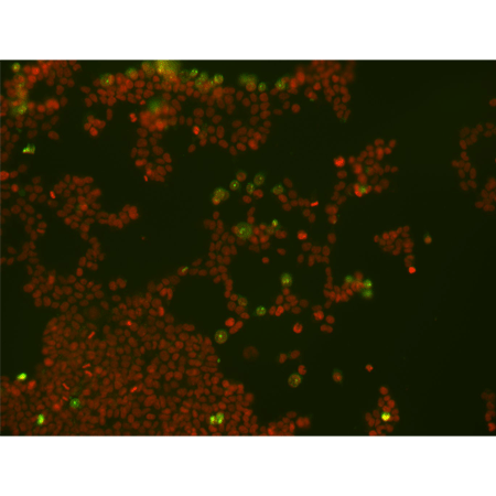 NUCLEAR-ID Red/Green cell viability reagent image 2