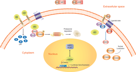 LEADING LIGHT® Wnt Reporter Cell Line image