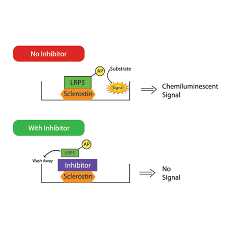 LEADING LIGHT® Sclerostin-LRP Interaction Screening System kit_outlines