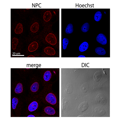 Nuclear pore complex proteins monoclonal antibody (MAb414) (purified) Immunocytochemistry