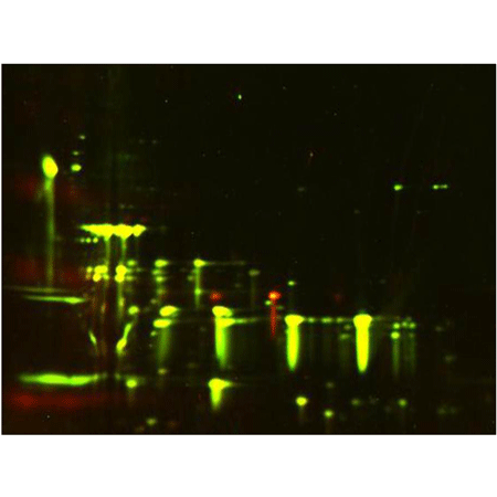 CHO host cell proteins polyclonal antibody Western blot