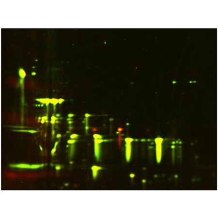 CHO host cell proteins polyclonal antibody (biotin conjugate) Western blot