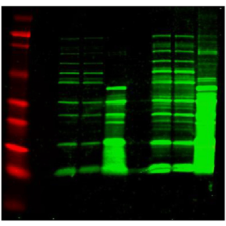 E. coli host cell proteins polyclonal antibody Western blot
