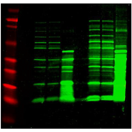 E. coli host cell proteins polyclonal antibody (biotin conjugate) Western blot
