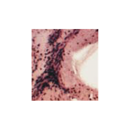 Digoxigenin polyclonal antibody TUNEL