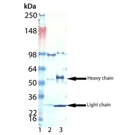 Digoxigenin polyclonal antibody Western blot