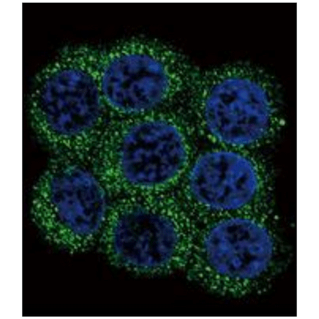 PC2 polyclonal antibody Immunofluorescence