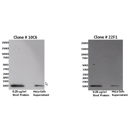 ITAC monoclonal antibody (22F1) (biotin conjugate) Western blot