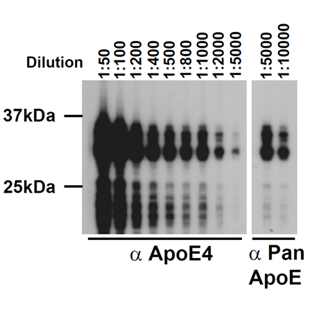 ApoE4 monoclonal antibody (4E4) Western blot