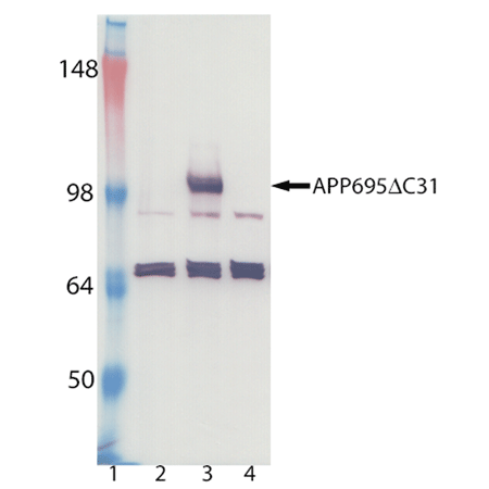 APP ΔC31 polyclonal antibody Western blot