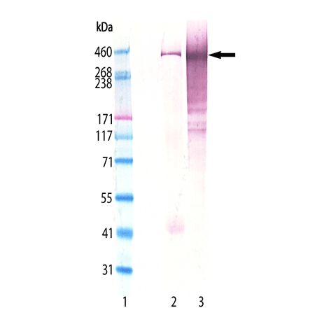 Bassoon monoclonal antibody (SAP7F407) Western Blot