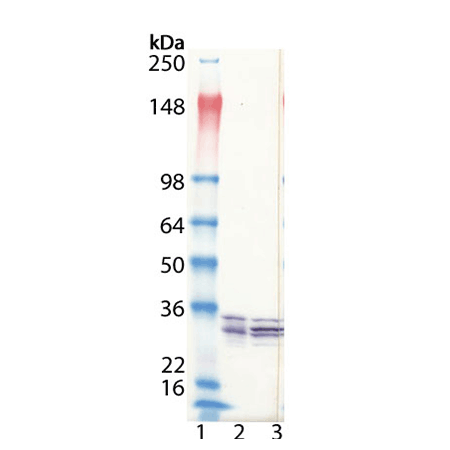 Proteasome 20S α1, 2, 3, 5, 6 & 7 subunits monoclonal antibody (MCP231) Western Blot