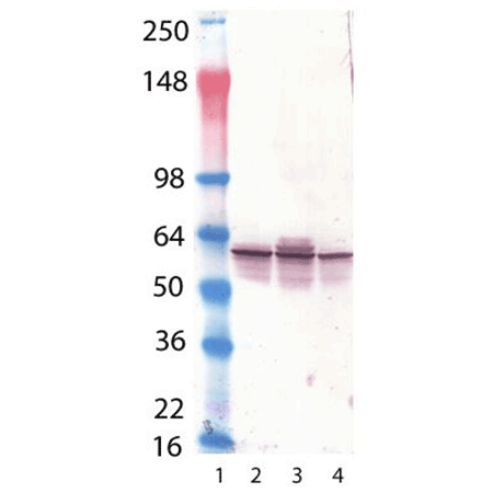 Calreticulin monoclonal antibody (FMC 75) Western Blot