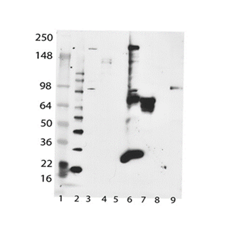LAG-3 (human) recombinant monoclonal antibody (L4-PL33) Western blot