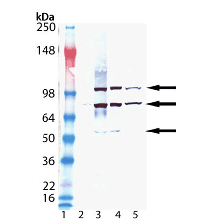 KDEL monoclonal antibody (10C3) Western Blot
