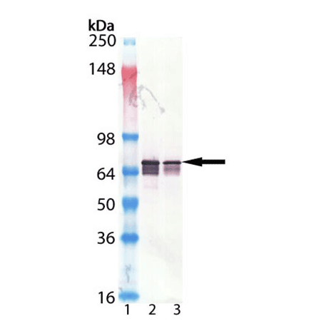 DnaK (E. coli) monoclonal antibody (8E2/2) Western Blot