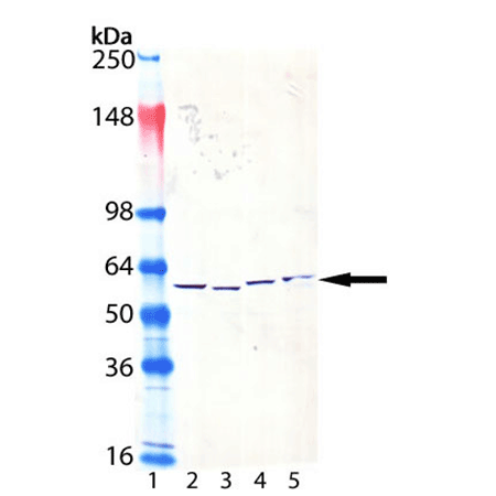 PDI monoclonal antibody (1D3) Western Blot