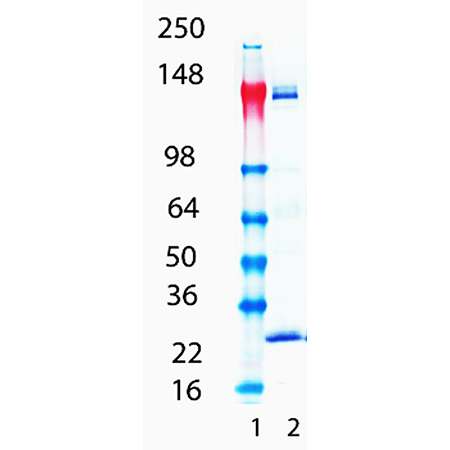 PDGF receptor beta monoclonal antibody (42G12) Western blot