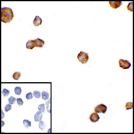 CTLA4 monoclonal antibody (1E6) Immunocytochemistry
