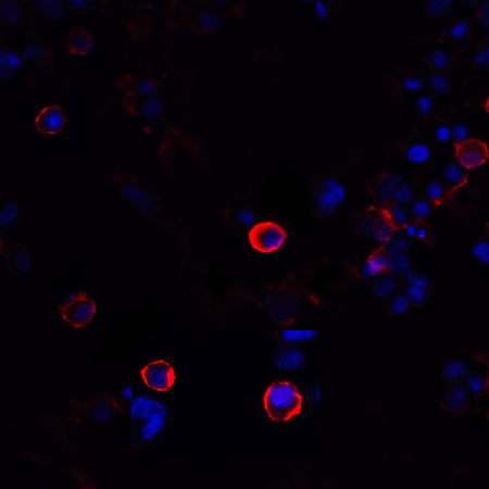 CTLA4 monoclonal antibody (1E6) Immunofluorescence