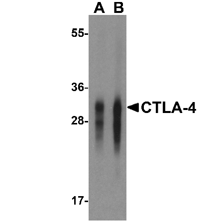 CTLA4 monoclonal antibody (1E6) Western Blot
