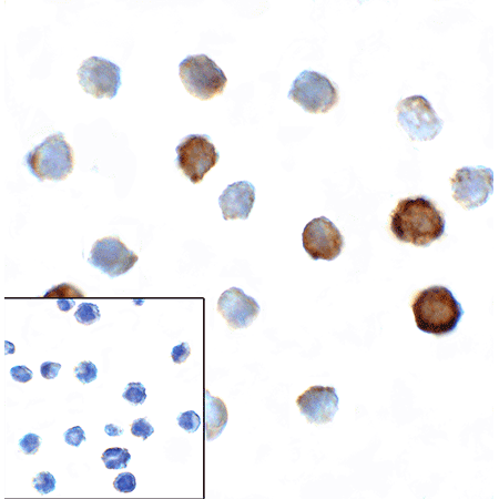 TIGIT monoclonal antibody (4A12) Immunocytochemistry