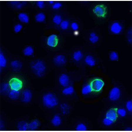 TIGIT monoclonal antibody (4A12) Immunofluorescence