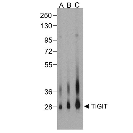 TIGIT monoclonal antibody (4A12) Western Blot