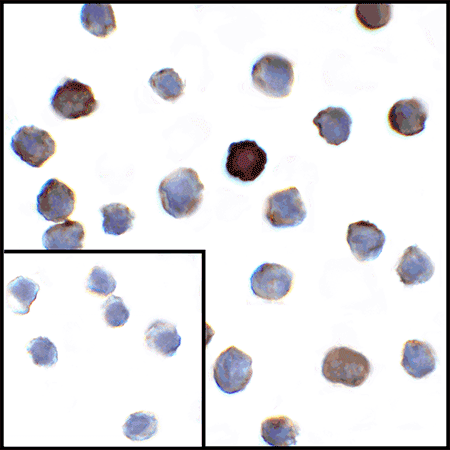VISTA monoclonal antibody (4C4) Immunocytochemistry