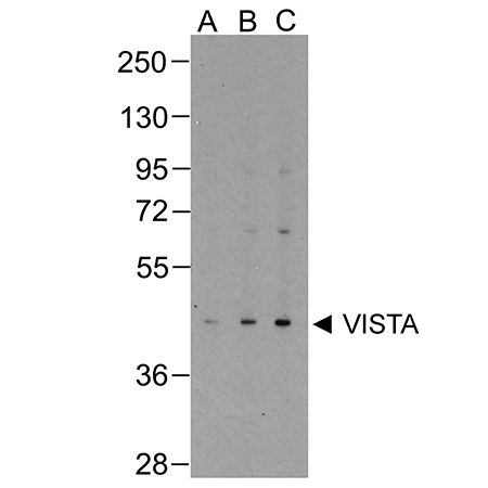 VISTA monoclonal antibody (4C4) Western Blot