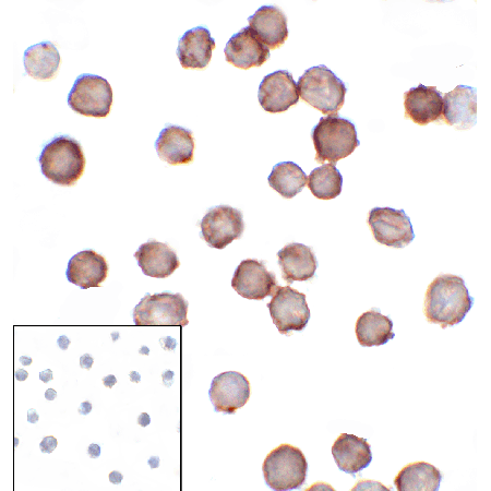 B7-H3 monoclonal antibody (2A7) Immunocytochemistry