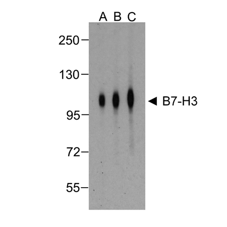 B7-H3 monoclonal antibody (2A7) Western Blot
