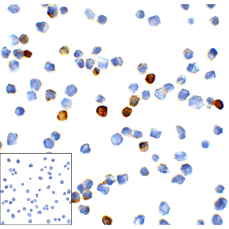TIM-3 monoclonal antibody (1B10) Immunocytochemistry