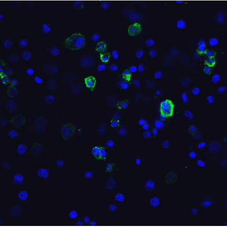 TIM-3 monoclonal antibody (1B10) Immunofluorescence