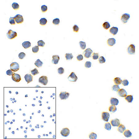 TMIGD2 monoclonal antibody (8A1) Immunocytochemistry