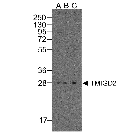 TMIGD2 monoclonal antibody (8A1) Western Blot