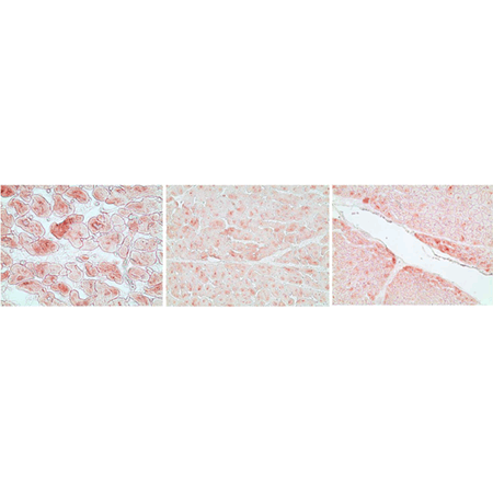 alphaB-Crystallin monoclonal antibody (1B6.1-3G4) Immunohistochemistry