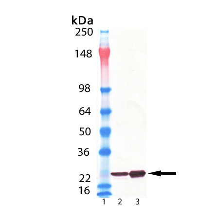 αB-Crystallin monoclonal antibody (1B6.1-3G4) Western blot