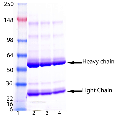 Insulin receptor β monoclonal antibody (C18C4) SDS-PAGE