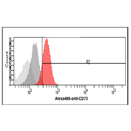 CD73 monoclonal antibody (AT89E9) Flow Cytometry